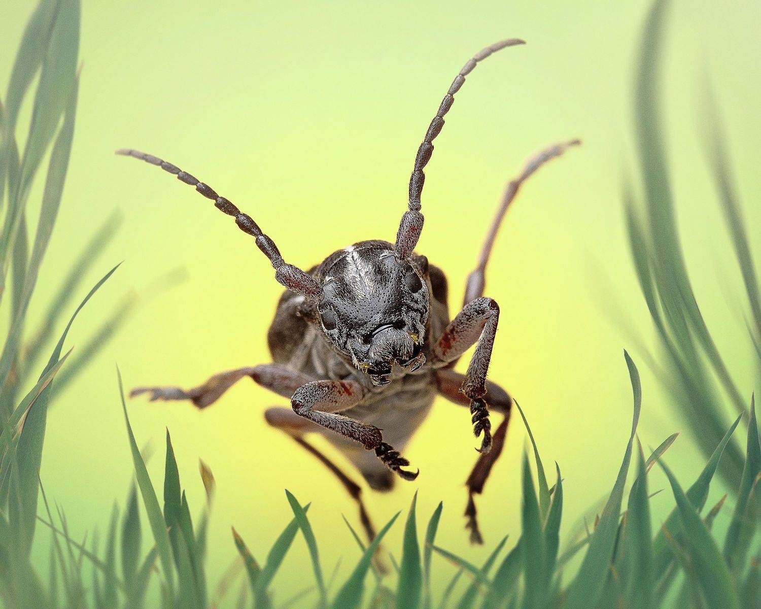 macro, jumpingbug, georgia, PAPKIAURI TORNIKE