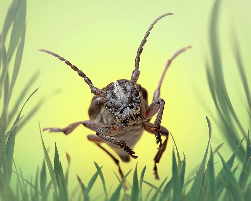macro, jumpingbug, georgia Jumping bug фото превью