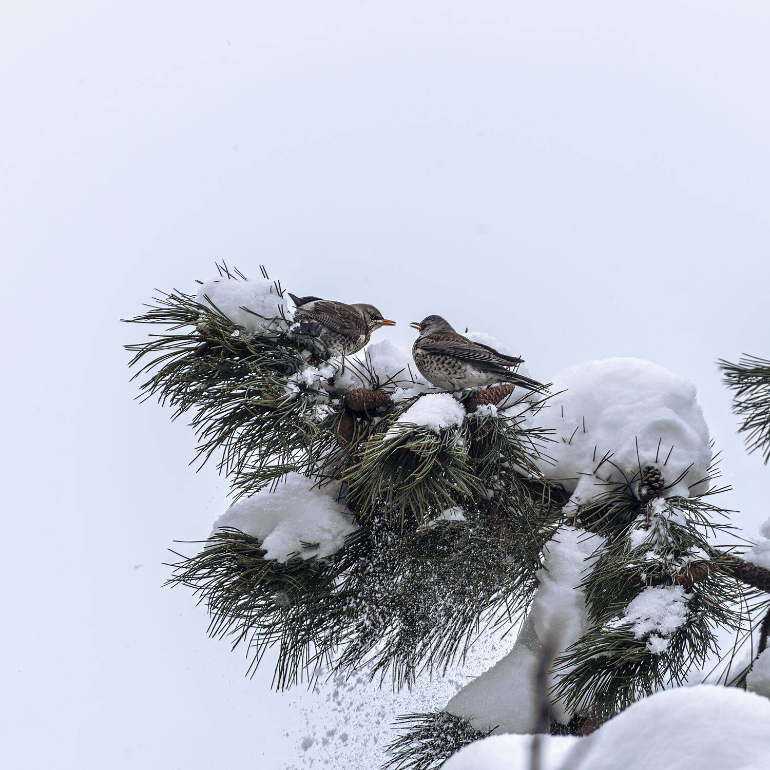 дрозды-рябинники, Алексей Рыльский