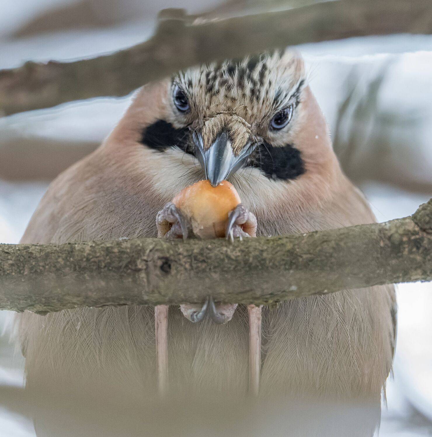 , Дэм Константин