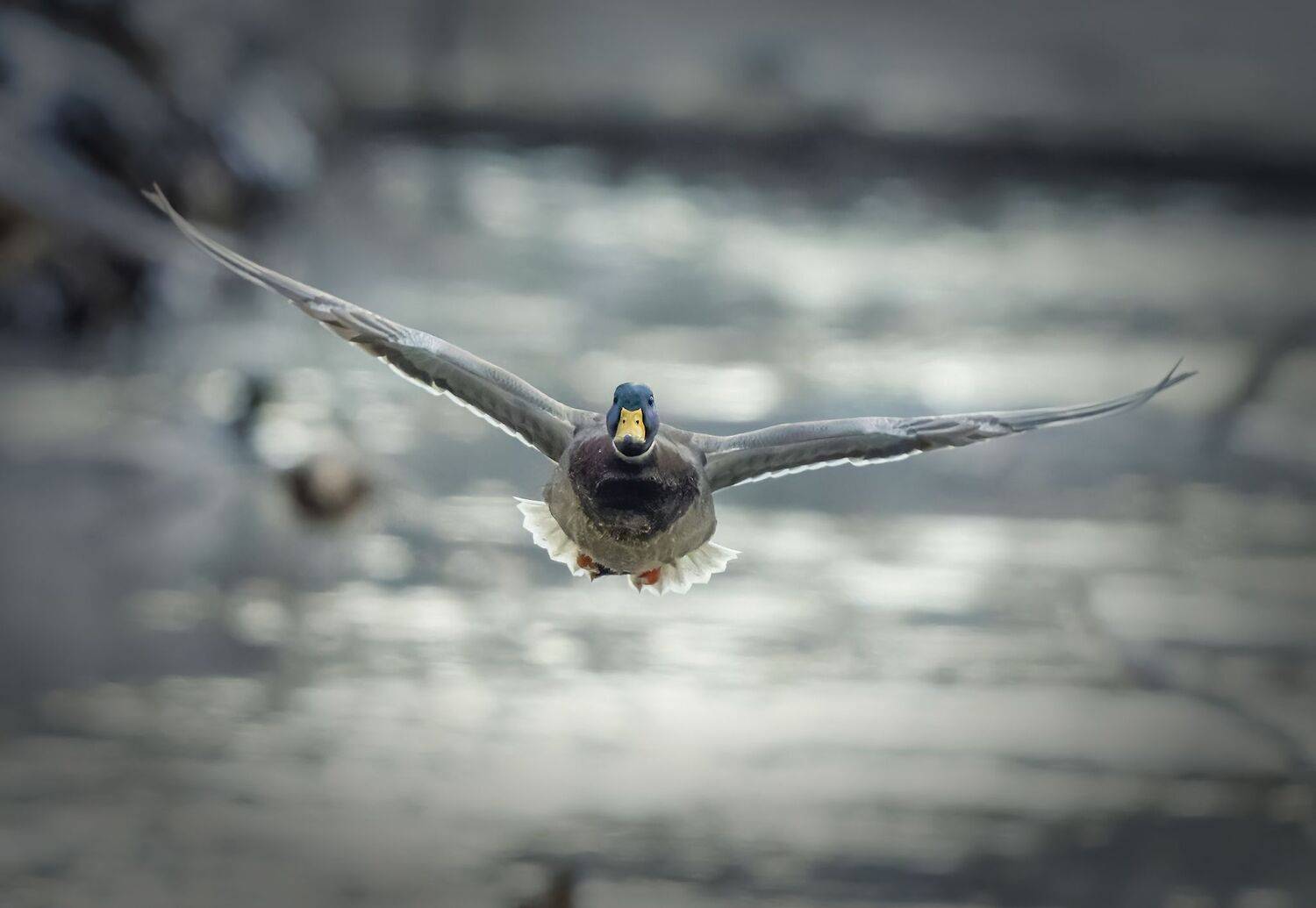 , Дэм Константин