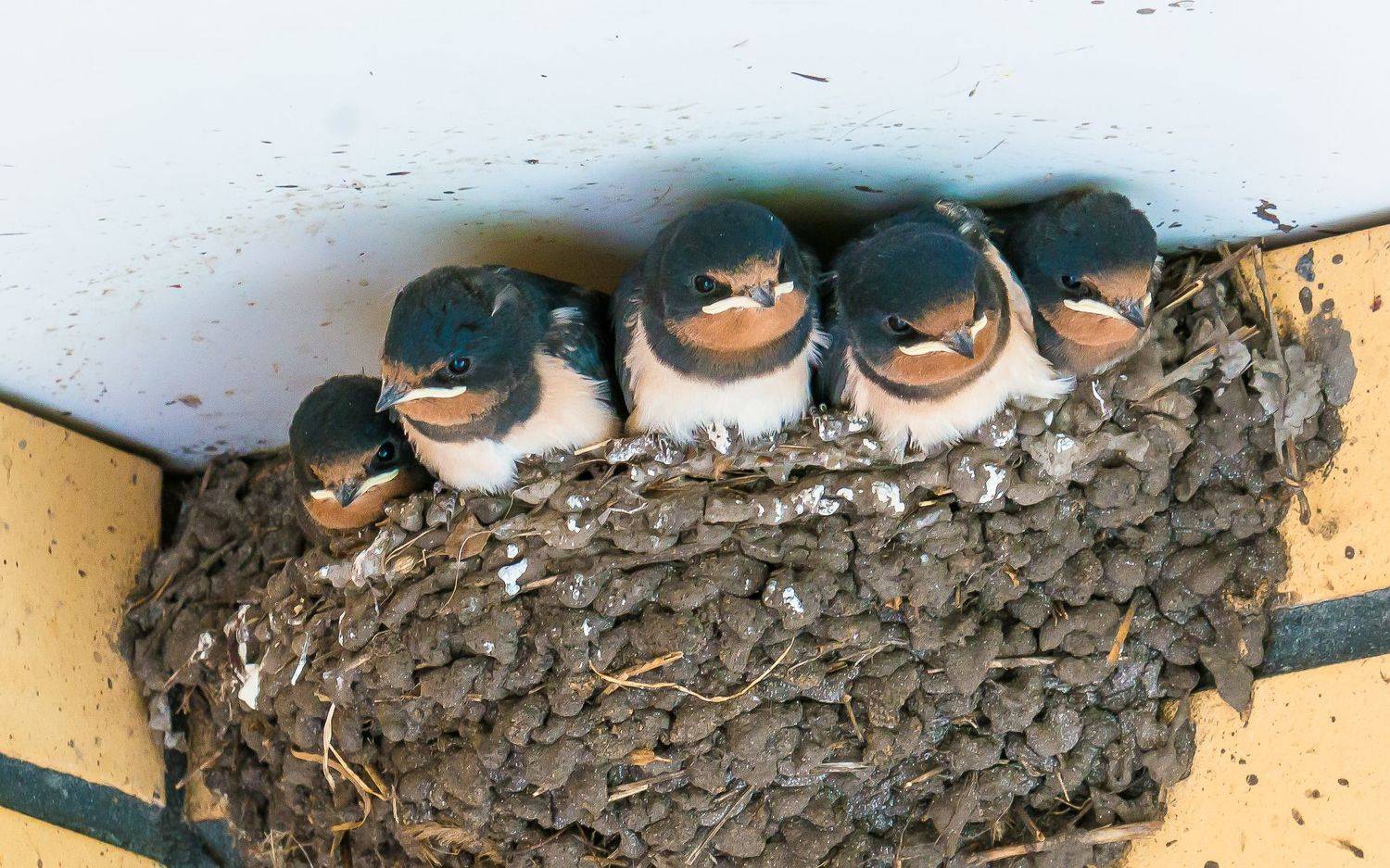 ласточки, птенцы, гнездо ласточки,, Николай Бологов