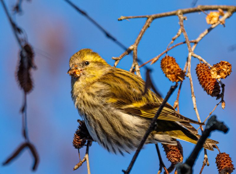 Чижик фото превью