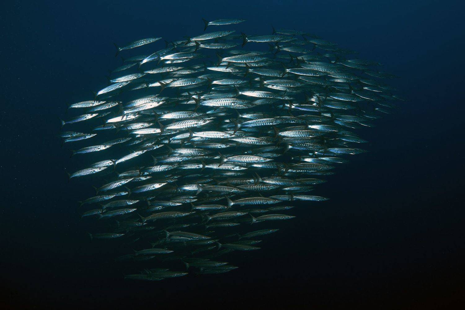 подводная фотосъемка, рыбы, тропические рыбы, дайвинг, море, барракуды, красное море, PAVEL PEREPECHAEV