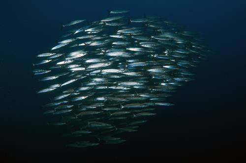 School of barracudas / Стая барракуд