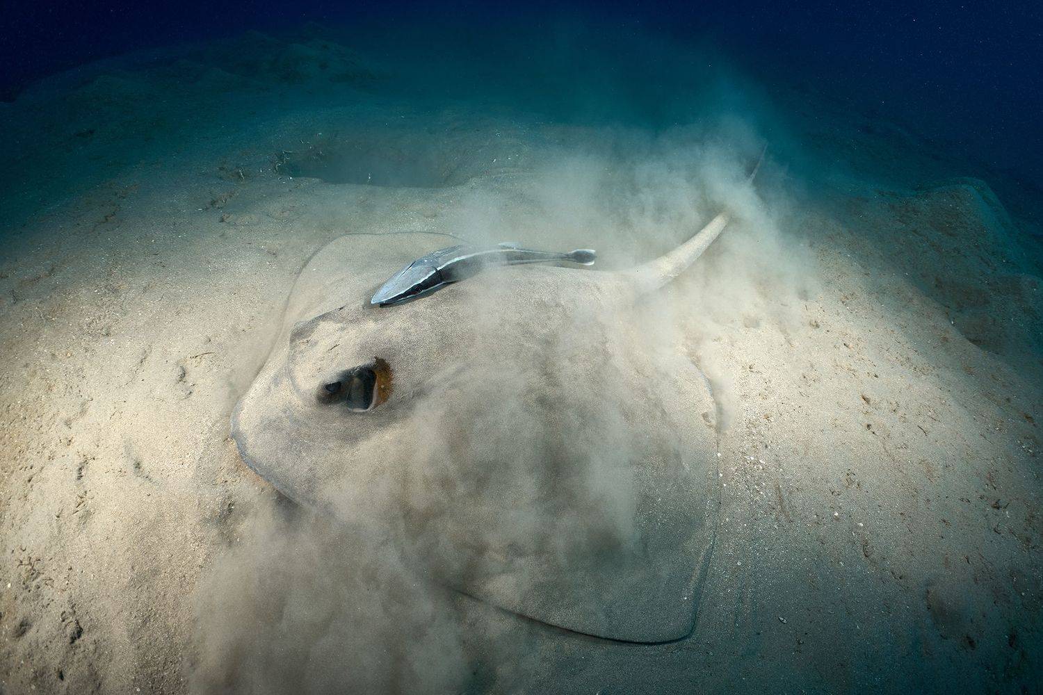 подводная фотосъемка, коралловый риф, рыбы, тропические рыбки, дайвинг, море, скат, PAVEL PEREPECHAEV
