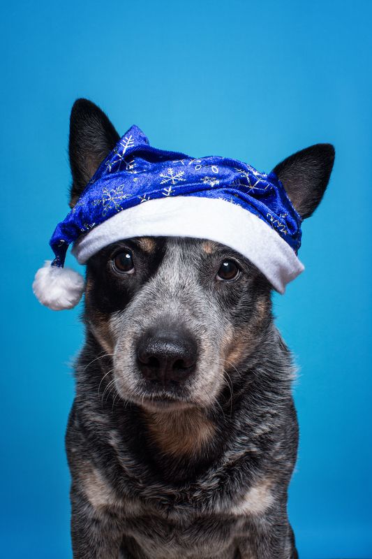 Австралийский хилер фото превью