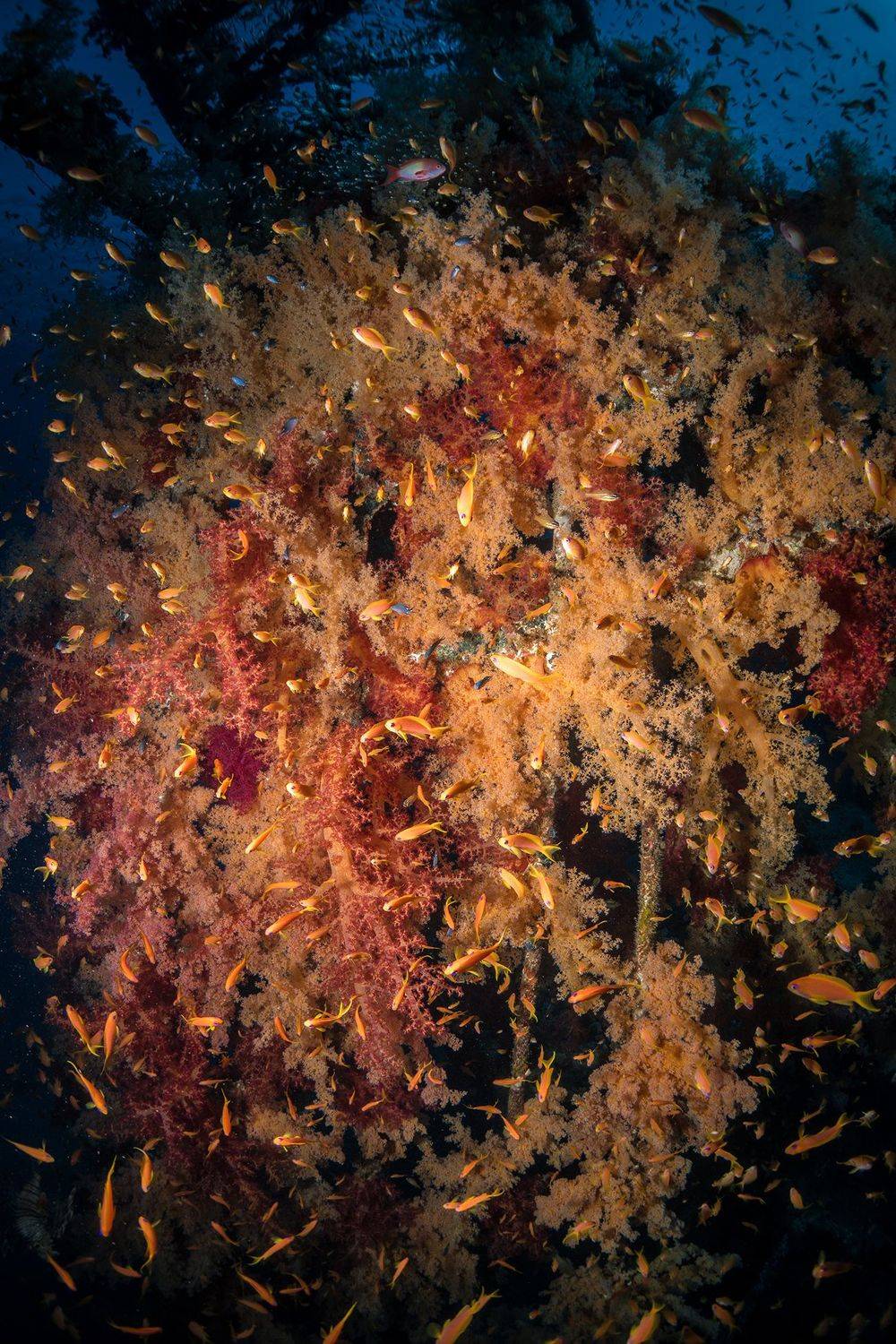 подводная фотосъемка, коралловый риф, рыбы, тропические рыбки, дайвинг, море, PAVEL PEREPECHAEV