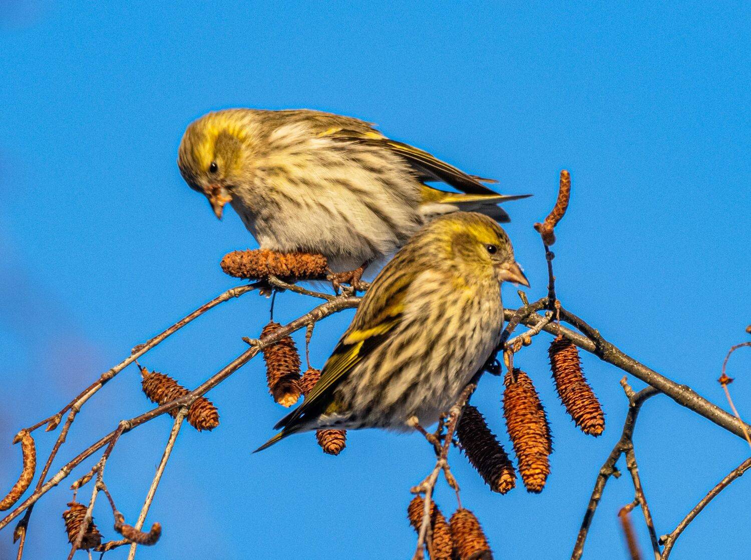 , Курлянцев Алексей