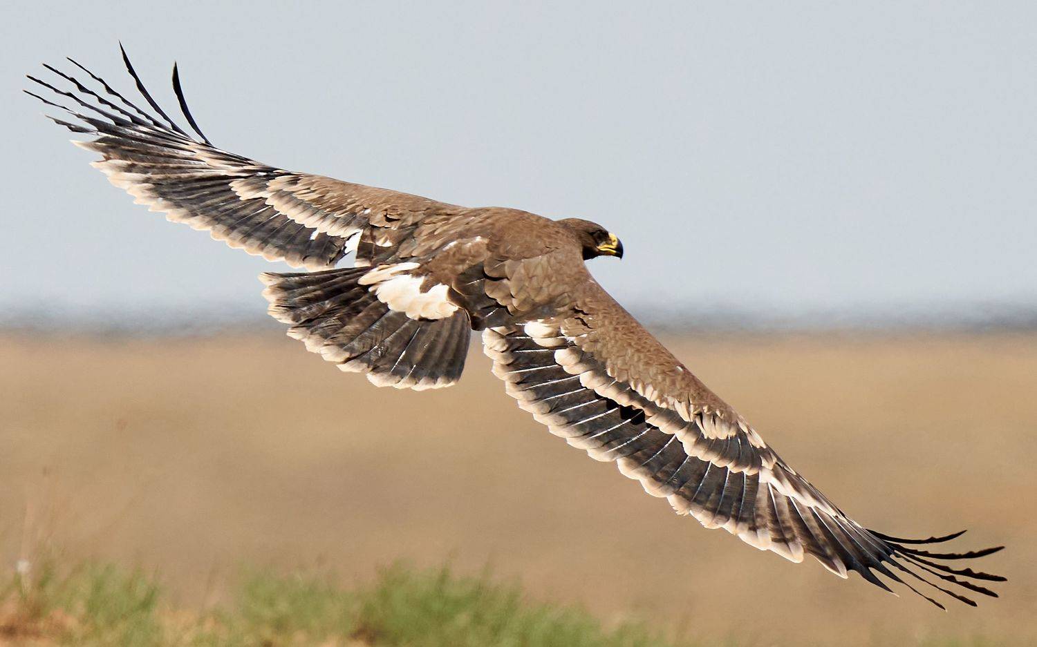 , Victor Krachkovsky