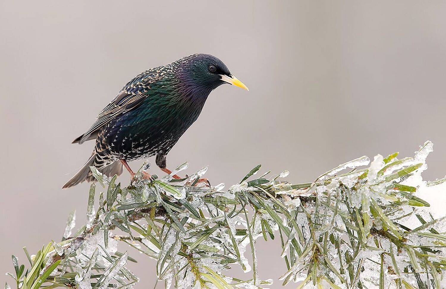 european starling, обыкновенный скворец, скворец, зима, Etkind Elizabeth