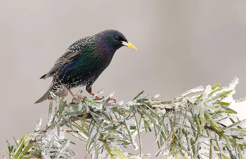 European Starling. Обыкновенный скворец