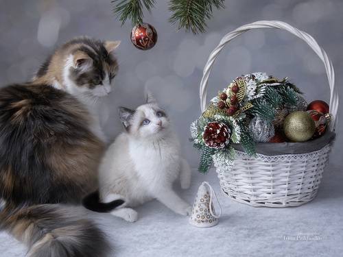 Новогодние котята