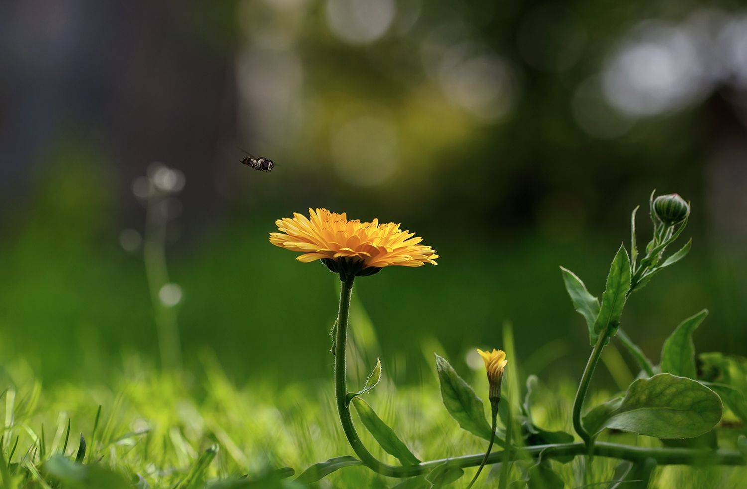 полёт, журчалка, ноготок, цветок, макро, Ершова Юлия