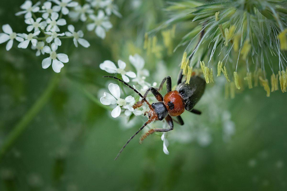 макро, жук пожарник, макрофотография, beetlefireman, macro, Хилько Марина
