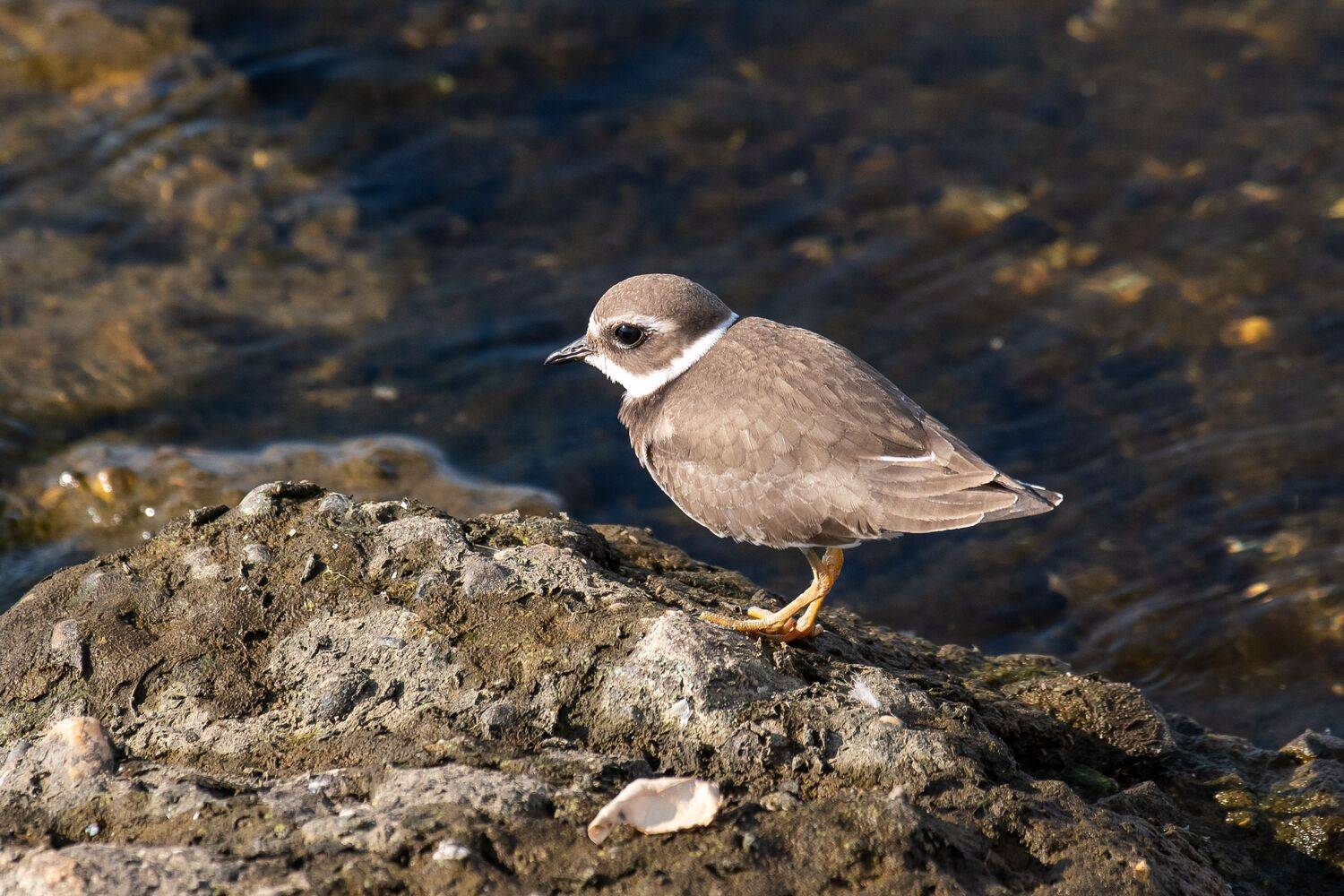 Charadrius hiaticula, bird, birds, birg, volgograd, russia, wildlife, rdswatchi, Сторчилов Павел