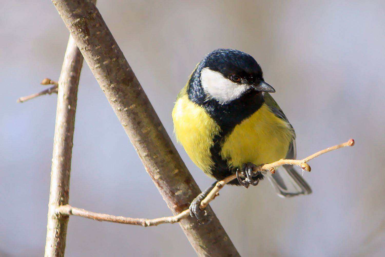 синица, КарОл