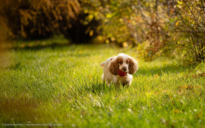 собака, мяч, игра, осень, спаниель, game, dog, autumn, ball, spaniel Поиграем? фото превью