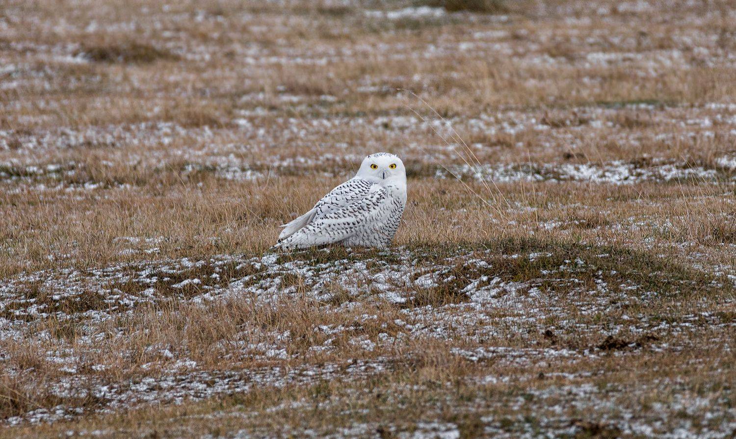 птица, сова полярная, степь,, Марина Мочалова