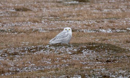 полярная сова..