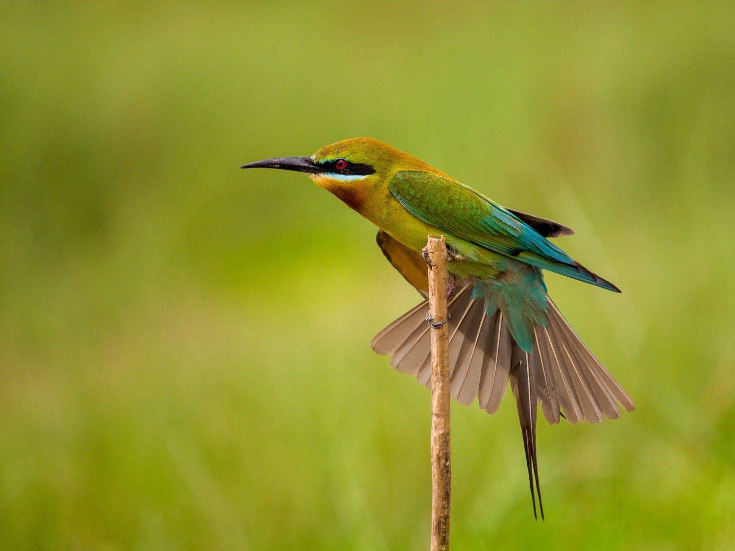 #bird #natgeo #photography #birdphotography #nature #beeeater #green #animal #wildlife, Shadab Ishtiyak