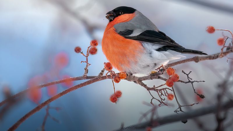 Снегирь... фото превью