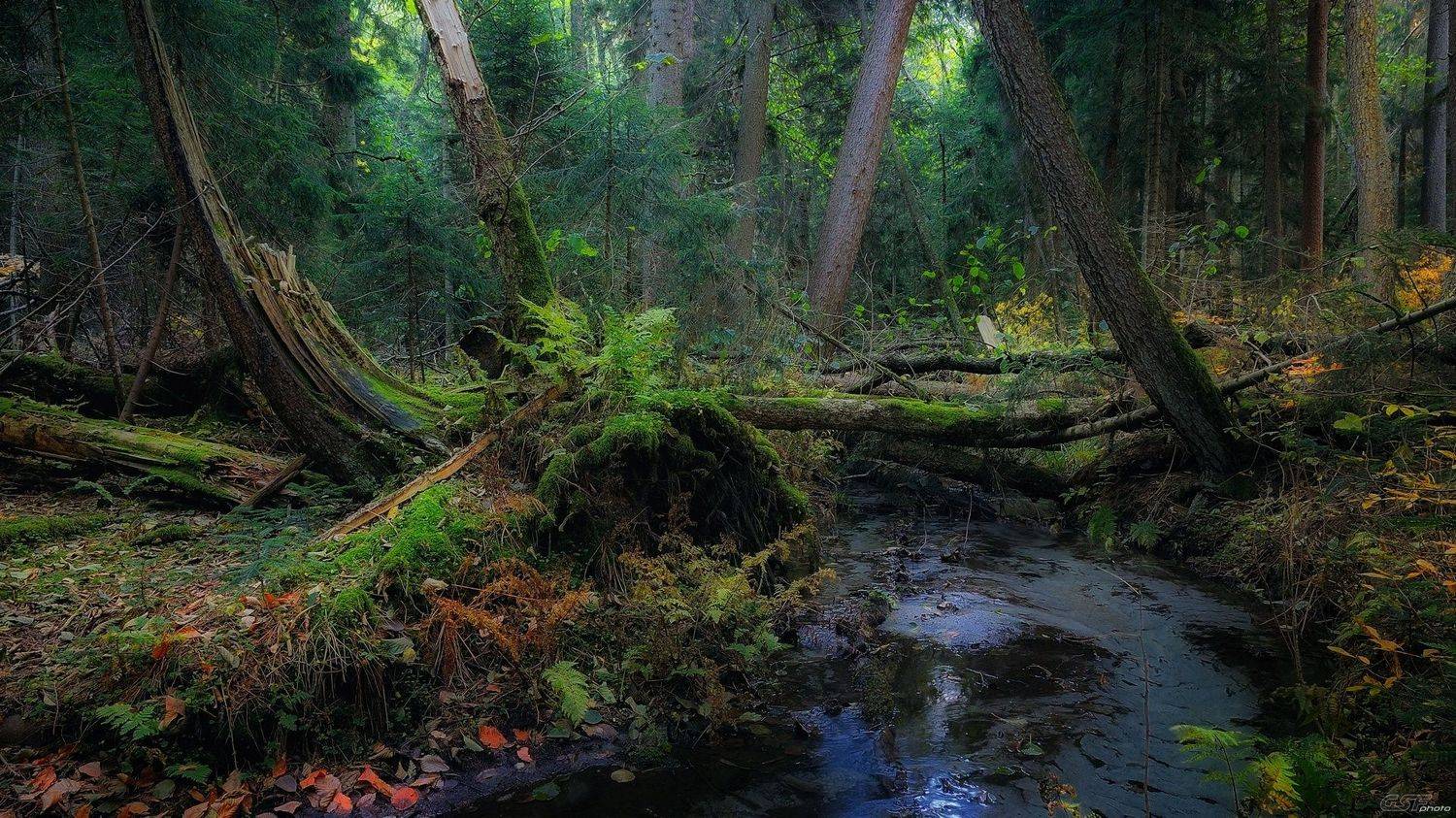 природа пейзаж лес осень деревья бурелом ручей, Serj Master