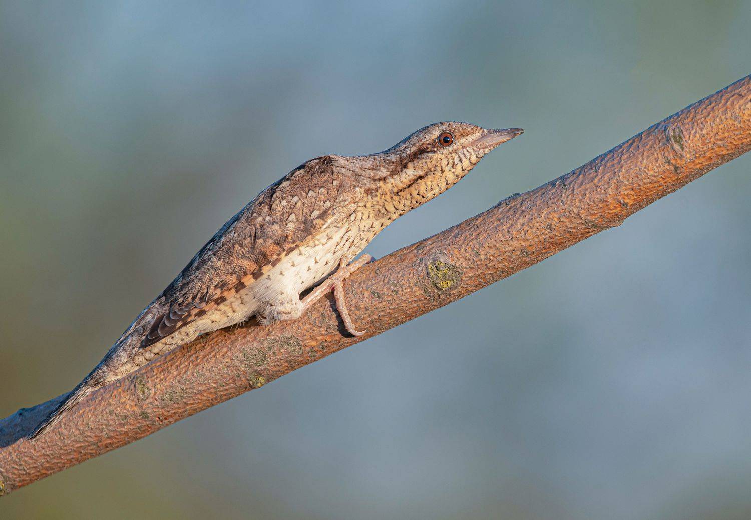 птицы,природа, лето, Андрей Киселёв