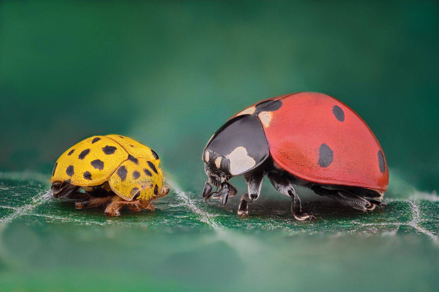 ceclii, macro, Ganev Tsvetan