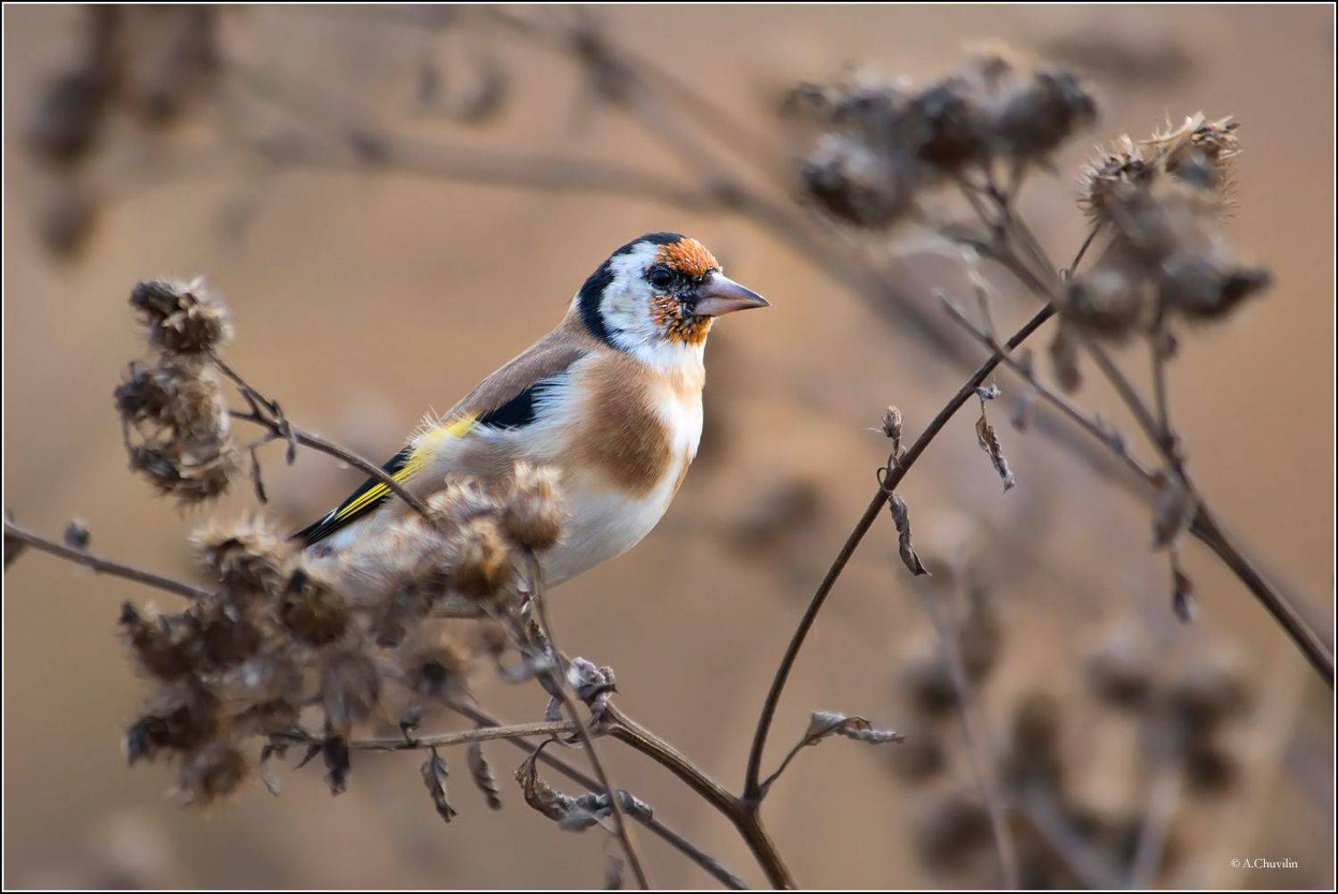 птица,щегол,осень,репей, Александр Чувилин