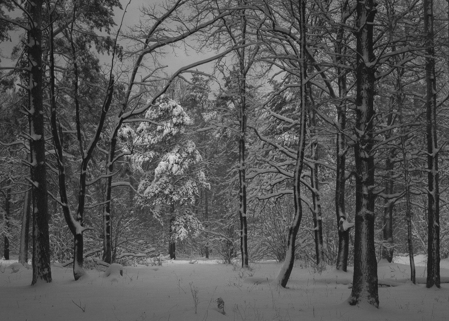 лес, свет, утро, природа, Баранов Олег