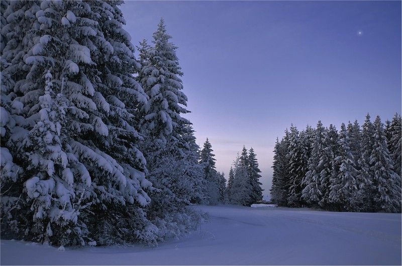 зима, лес, мороз, ели, снег, утро, лыжи Лёгкая прогулка на свежем воздухе фото превью