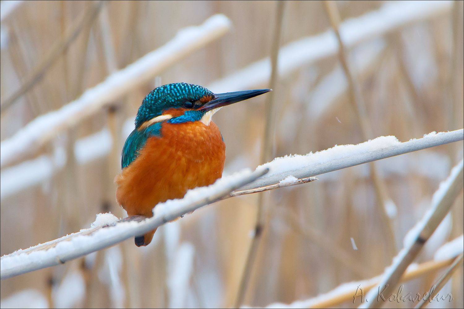 зимородок, Ковалевич А.