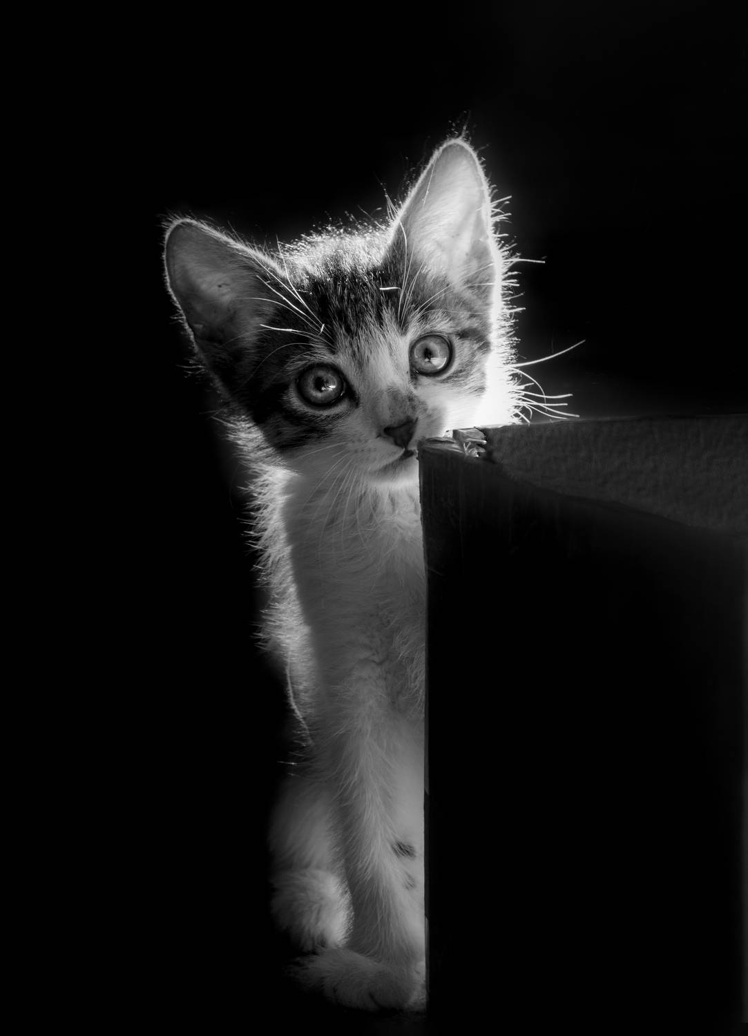 кот, Рохмистрова Мария