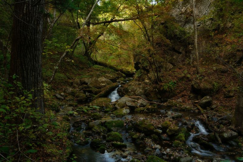 Таёжными тропами. фото превью