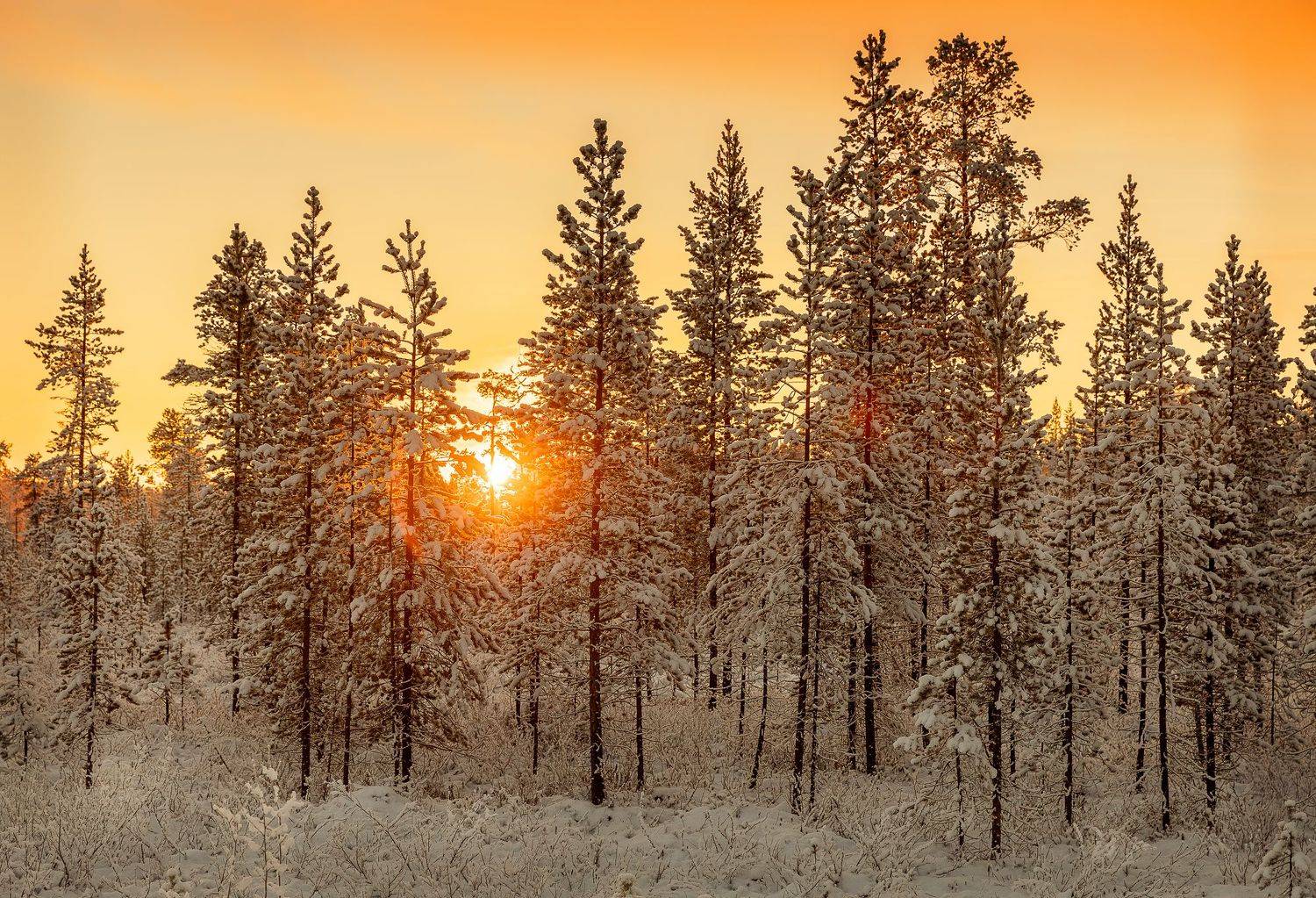 россия, кольский полуостров, зима, рассвет, верхнетуломский, Потапов Сергей