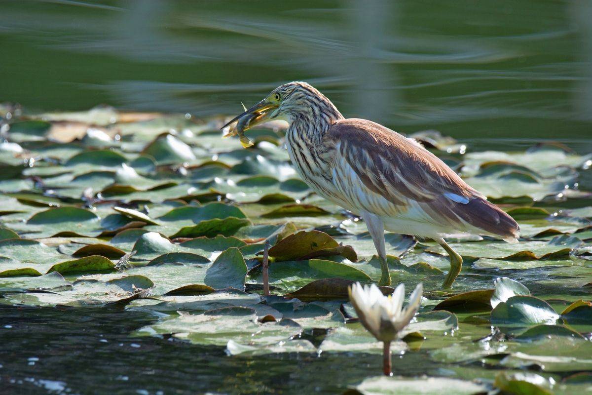 , Людмила Бекман