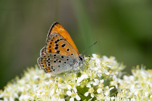 Lycaena thersamon