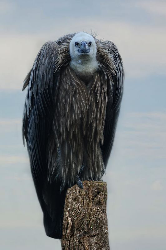 Vautour fauve фото превью