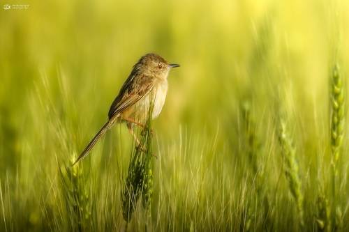 Plain Prinia (Prinia inornata)
