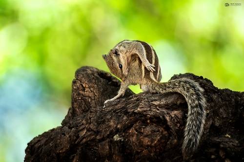 three-striped palm squirrel (Funambulus palmarum)