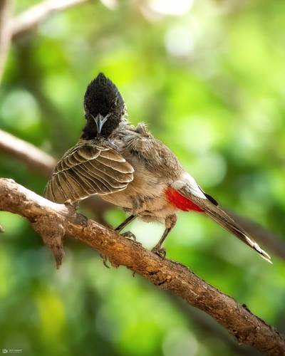 Red-vented Bulbul (Pycnonotus cafer)