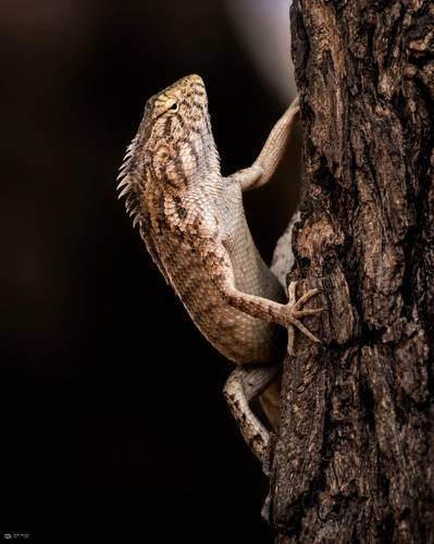 oriental garden lizard (Calotes versicolor)