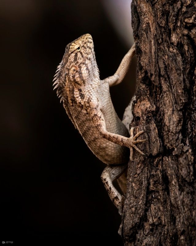 oriental garden lizard, calotes versicolor, grk, greater rann of kutch, nature, 35awards, 35photo, wildlife, birds, birds of india, parth kansara, parth kansara wildlife, indian wildlife, photo, photography, kutch, birds of kutch, nakhatrana, kutch wildli oriental garden lizard (Calotes versicolor) фото превью