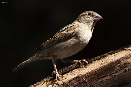 House Sparrow (Passer domesticus)