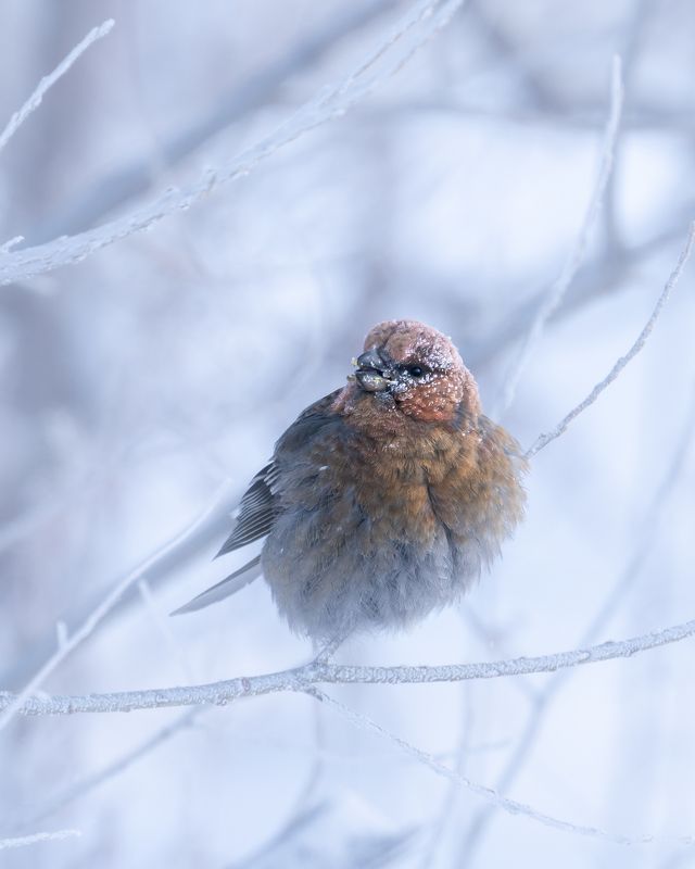 -42°… фото превью