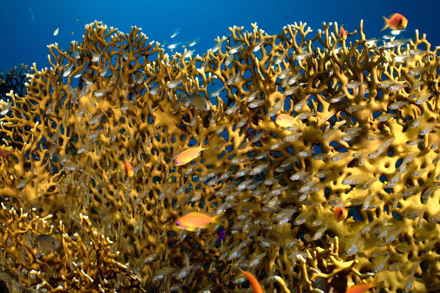 подводная фотосъемка, коралловый риф, рыбы, тропические рыбки, дайвинг, море, PAVEL PEREPECHAEV
