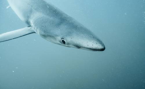 Blue shark / Синяя акула