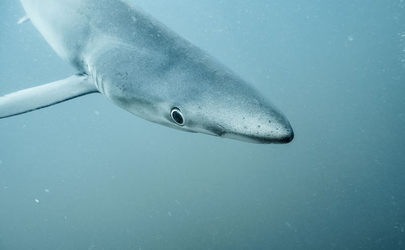Blue shark / Синяя акула фото превью