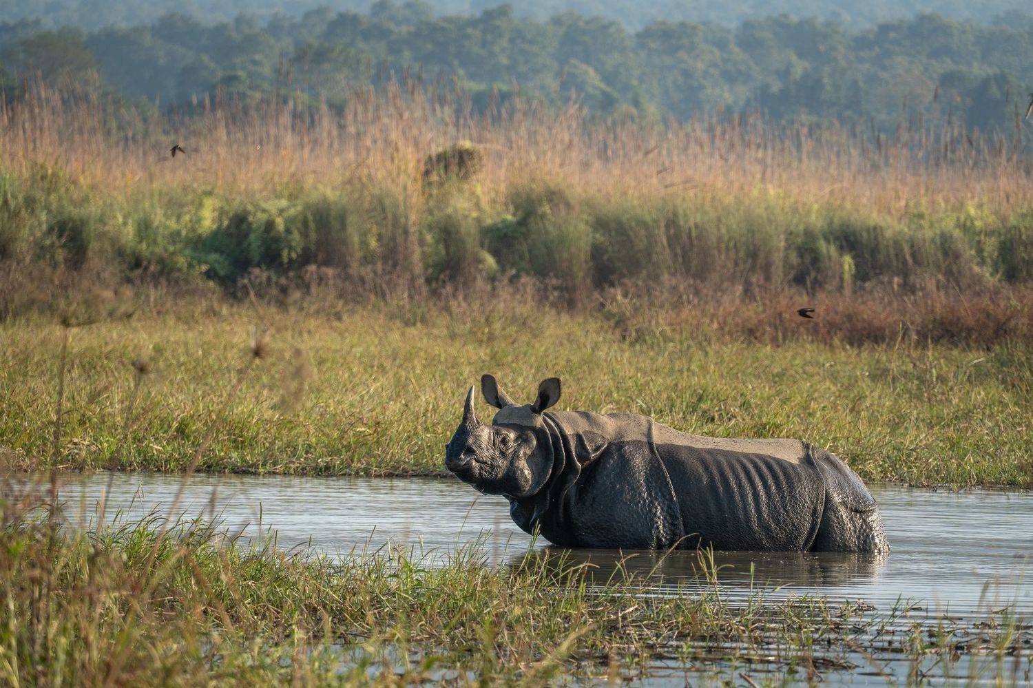 носорог, непал, читван, джунгли, nepal, chitwan, jungle, rhino, Баландин Дмитрий
